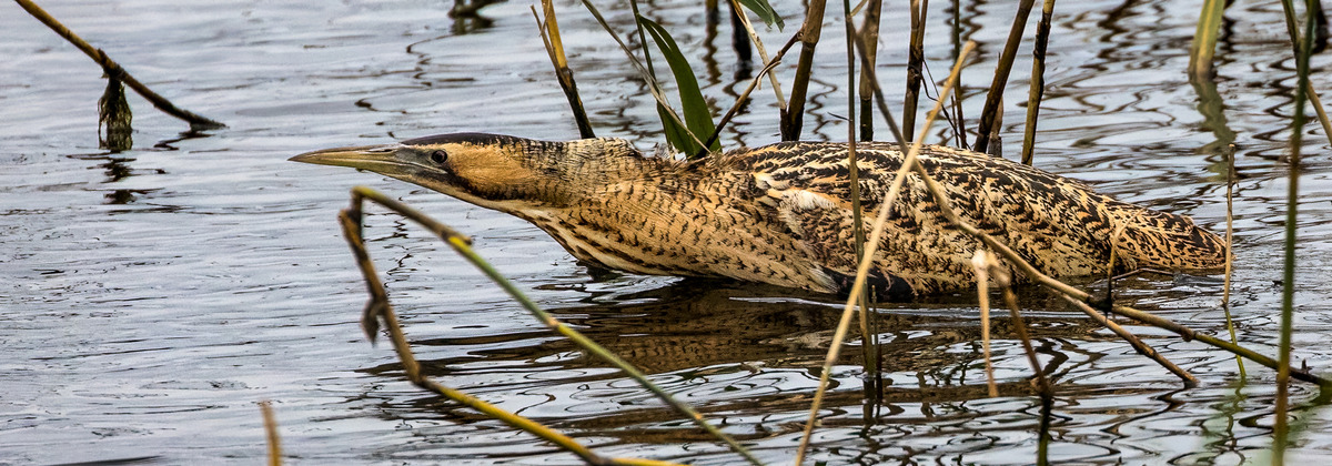 Bittern, Steve Parrish